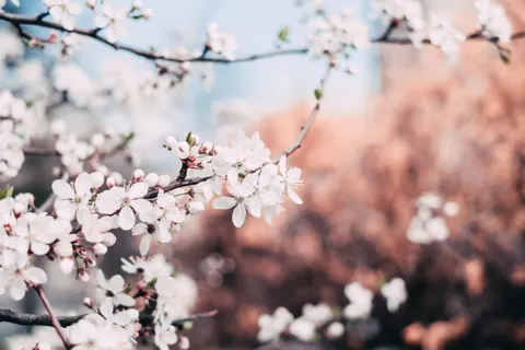 Papel de parede Flor de cerejeira 4K · nature · 3840×2560