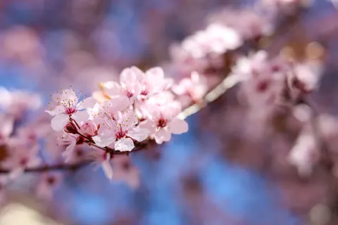 벚꽃 4K 배경화면 · nature · 3840×2560