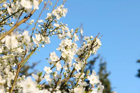 خلفية أزهار الكرز بدقة 4K · nature · 3840×2560