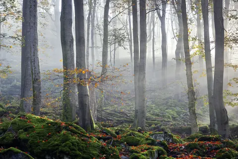 Foggy Forest 4K Wallpaper · nature · 3840×2561