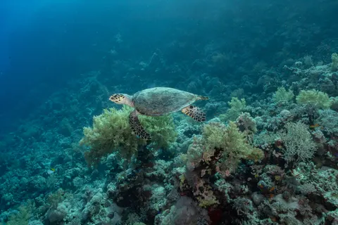 珊瑚礁 4K桌布 · ocean · 3840×2560