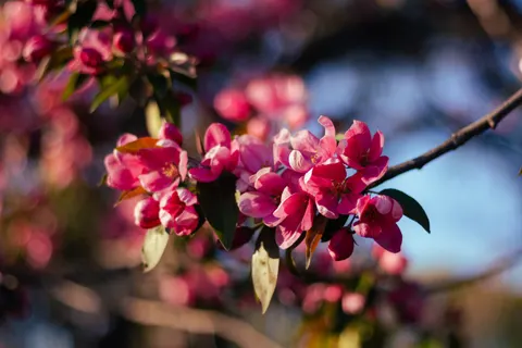 Kirschblüte 4K Hintergrundbild · nature · 3840×2560