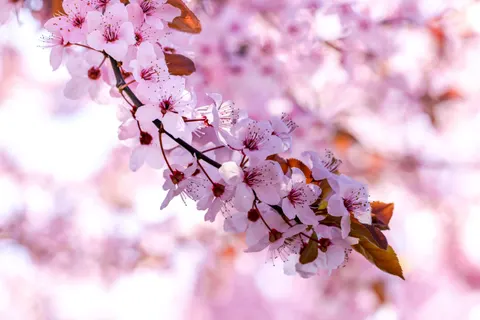 خلفية أزهار الكرز بدقة 4K · nature · 3840×2561