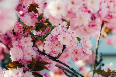 Fond d'écran Fleur de cerisier 4K · nature · 3840×2563