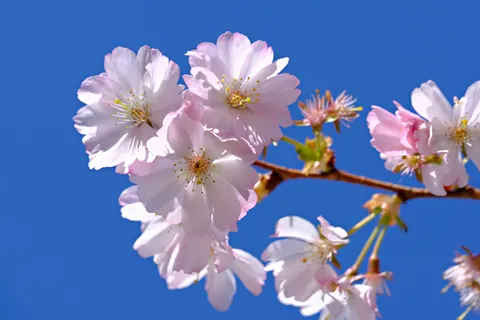 樱花 4K壁纸 · nature · 3840×2560