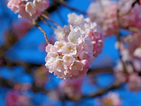 خلفية أزهار الكرز بدقة 4K · nature · 3840×2878
