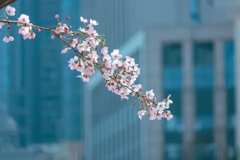 خلفية أزهار الكرز بدقة 4K · nature · 3840×2560