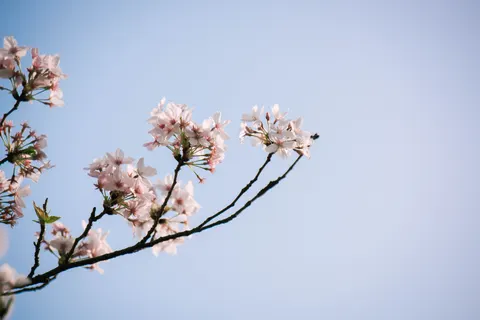 Papel de parede Flor de cerejeira 4K · nature · 3840×2563