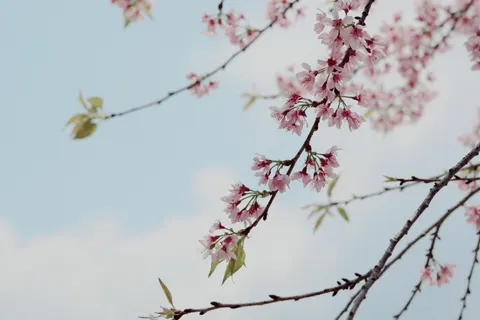 Kirschblüte 4K Hintergrundbild · nature · 3840×2560