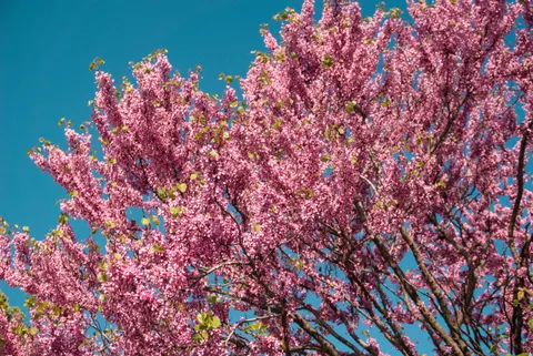 Fond d'écran Fleur de cerisier 4K · nature · 3840×2566