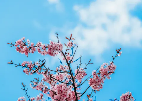 Papel de parede Flor de cerejeira 4K · nature · 3840×2743