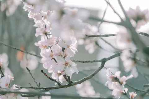خلفية أزهار الكرز بدقة 4K · nature · 3840×2560