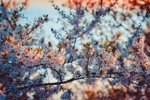 خلفية أزهار الكرز بدقة 4K · nature · 3840×2560