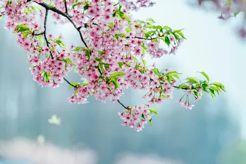 樱花 4K壁纸 · nature · 3840×2561