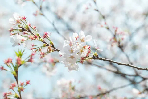 خلفية أزهار الكرز بدقة 4K · nature · 3840×2563