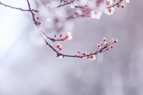 خلفية أزهار الكرز بدقة 4K · nature · 3840×2560