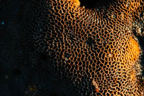 خلفية الشعاب المرجانية بدقة 4K · ocean · 3840×2560
