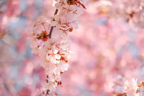 Papel de parede Flor de cerejeira 4K · nature · 3840×2561