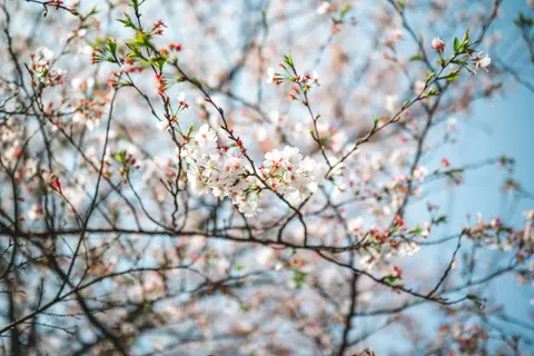 Papel de parede Flor de cerejeira 4K · nature · 3840×2563