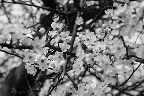 Fond d'écran Fleur de cerisier 4K · nature · 3840×2560