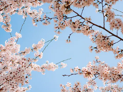 Cherry Blossom 4K Wallpaper · nature · 3840×2880