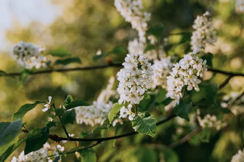 樱花 4K壁纸 · nature · 3840×2560