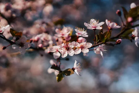 樱花 4K壁纸 · nature · 3840×2560