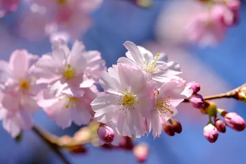 Fond d'écran Fleur de cerisier 4K · nature · 3840×2560