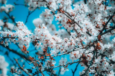 Fond d'écran Fleur de cerisier 4K · nature · 3840×2560