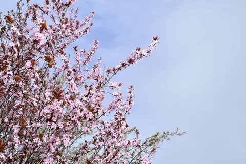 Kirschblüte 4K Hintergrundbild · nature · 3840×2560