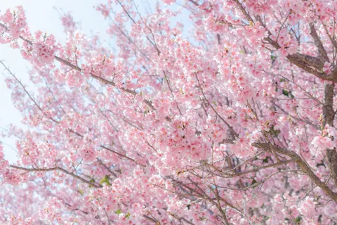 Fond d'écran Fleur de cerisier 4K · nature · 3840×2563