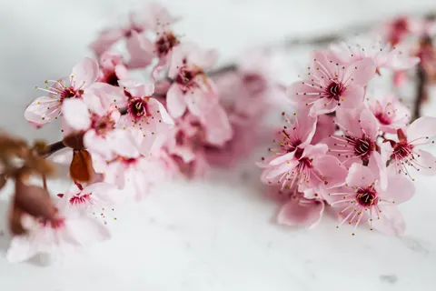 Cherry Blossom 4K Wallpaper · nature · 3840×2560