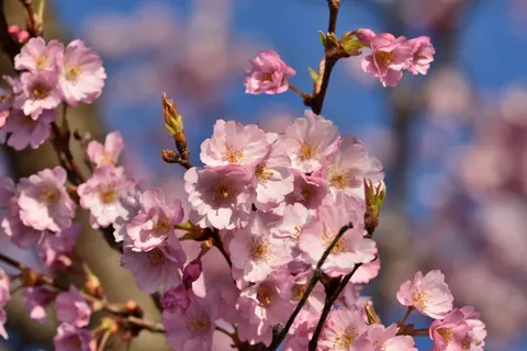 Cherry Blossom 4K Wallpaper · nature · 3840×2560