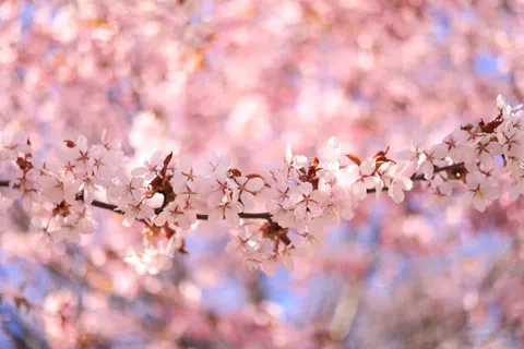 Papel de parede Flor de cerejeira 4K · nature · 3840×2561