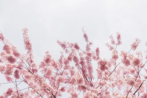 Cherry Blossom 4K Wallpaper · nature · 3840×2560