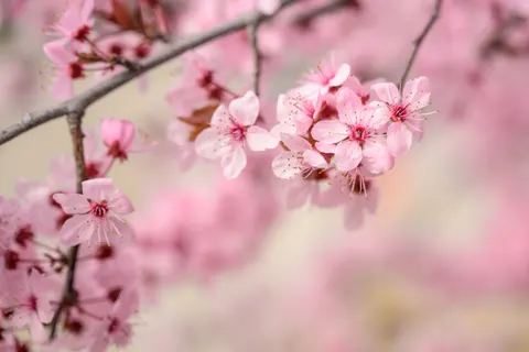 Cherry Blossom 4K Wallpaper · nature · 3840×2560