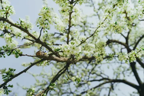 Papel de parede Flor de cerejeira 4K · nature · 3840×2560