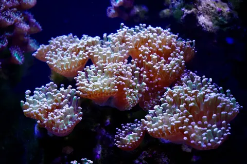 珊瑚礁 4K桌布 · ocean · 3840×2560