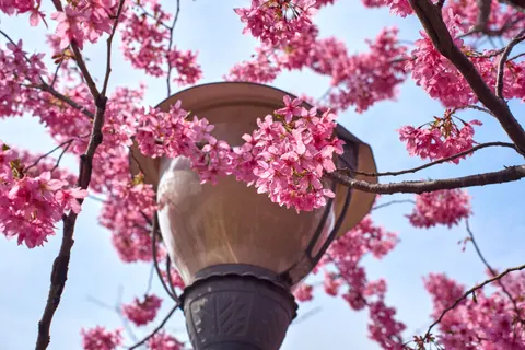 Cherry Blossom 4K Wallpaper · nature · 3840×2560