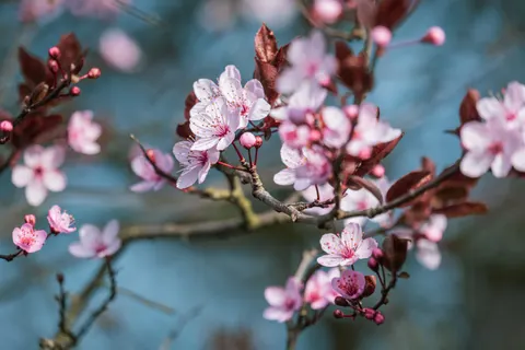 Kirschblüte 4K Hintergrundbild · nature · 3840×2560