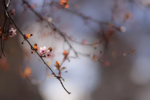 Fond d'écran Fleur de cerisier 4K · nature · 3840×2560