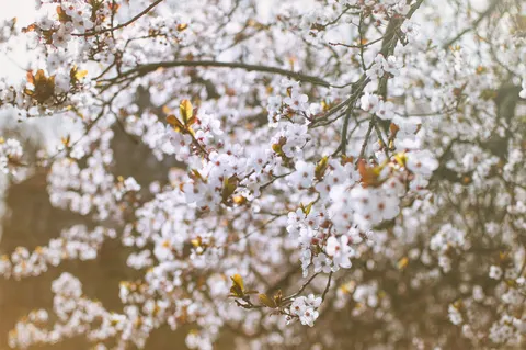 خلفية أزهار الكرز بدقة 4K · nature · 3840×2553