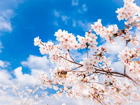 Fond d'écran Fleur de cerisier 4K · nature · 3840×2880