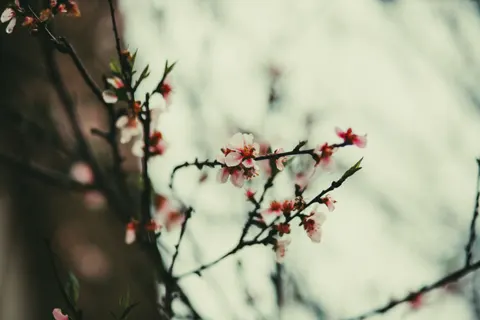 벚꽃 4K 배경화면 · nature · 3840×2560
