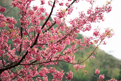 Kirschblüte 4K Hintergrundbild · nature · 3840×2560