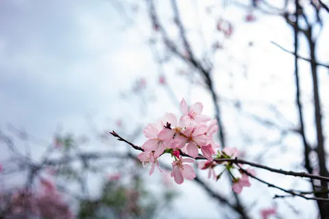 Kirschblüte 4K Hintergrundbild · nature · 3840×2561