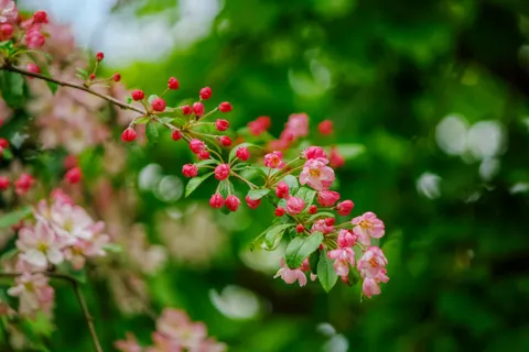 Cherry Blossom 4K Wallpaper · nature · 3840×2560
