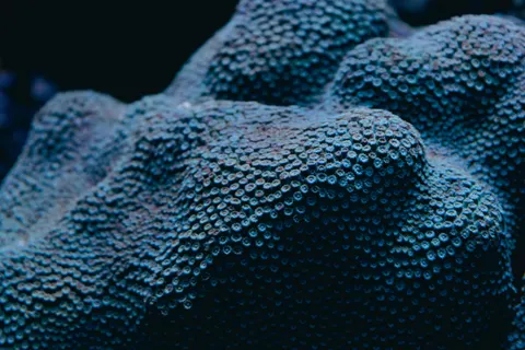 Обои Коралловый риф 4K · ocean · 3840×2560