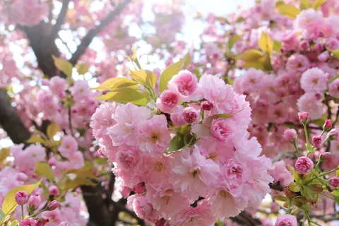 Cherry Blossom 4K Wallpaper · nature · 3840×2560