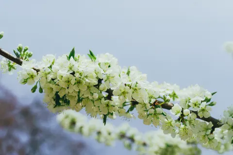 خلفية أزهار الكرز بدقة 4K · nature · 3840×2560